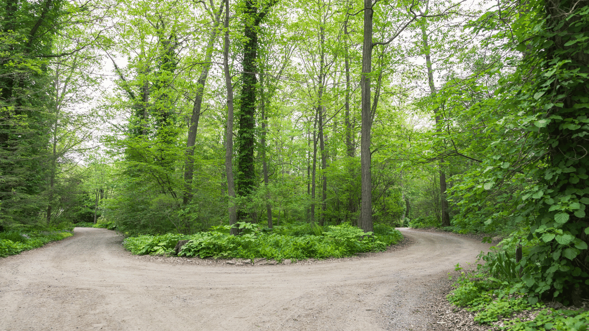 Navigating pride as a straight spouse - image shows a forest with a fork in the road and two paths