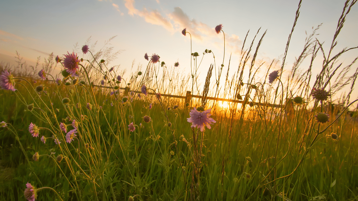 Wildflowers in a sunlit field at sunset, with a fence and softly glowing sky in the background
